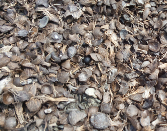 Palm Kernel Shells